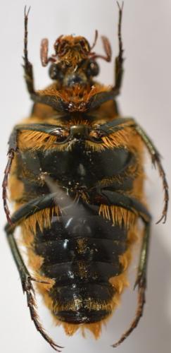 Coilodera formosana